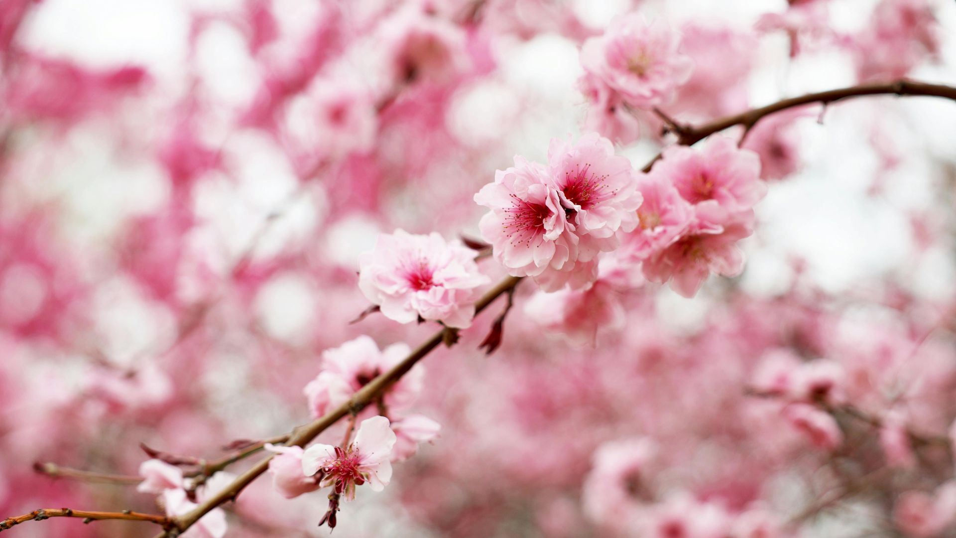 Serene Japanese landscape representing calm and stillness